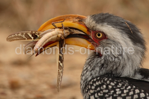 Gelbschnabeltoko / Yellow-billed Hornbill / Tockus flavirostris