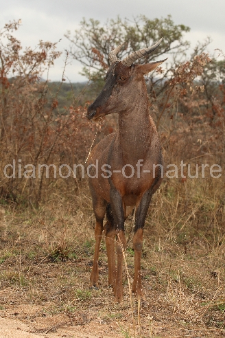 Leierantilope oder Halbmondantilope / Common Tsessebe / Damaliscus lunatus