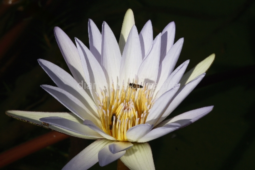 Seerose / Waterlily / Nymphaea