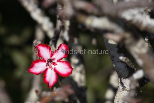 Wüstenrose / Impala lily / Adenium obesum