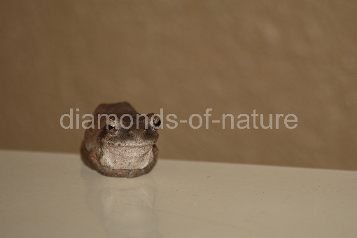 Grauer Baumfrosch / Grey foam-nest treefrog or Southern foam-nest treefrog / Chiromantis xerampelina