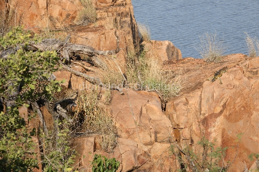 Leopard und Nilwaran / Leopard and Nile Monitor / Panthera pardus et Varanus niloticus