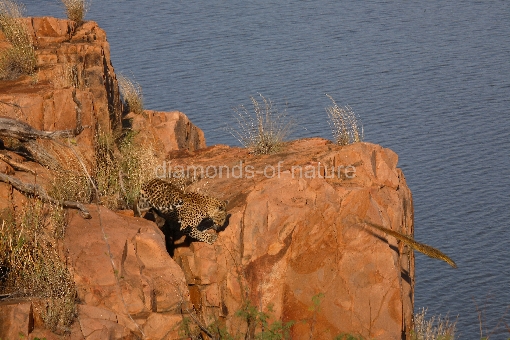 Leopard und Nilwaran / Leopard and Nile Monitor / Panthera pardus et Varanus niloticus