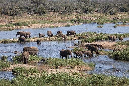 Afrikanischer Elefant im Olifants River / African elephant in Olifants River / Loxodonta africana