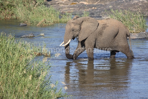Afrikanischer Elefant im Olifants River / African elephant in Olifants River / Loxodonta africana