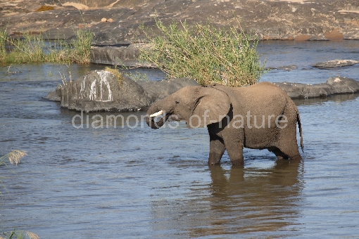 Afrikanischer Elefant Im Olifants River / African elephant in Olifants River / Loxodonta africana