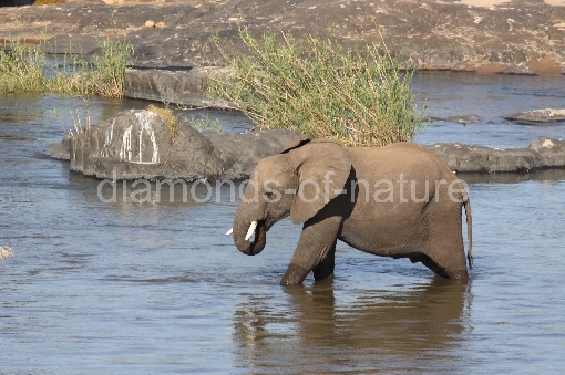 Afrikanischer Elefant Im Olifants River / African elephant in Olifants River / Loxodonta africana