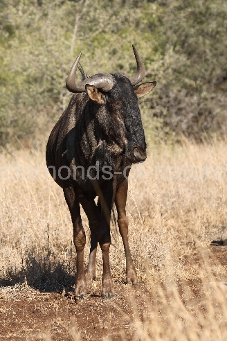 Streifengnu / Blue Wildebeest / Connochaetes taurinus