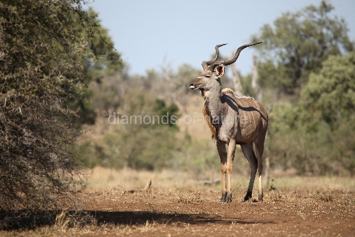 Großer Kudu / Greater Kudu / Tragelaphus strepsiceros