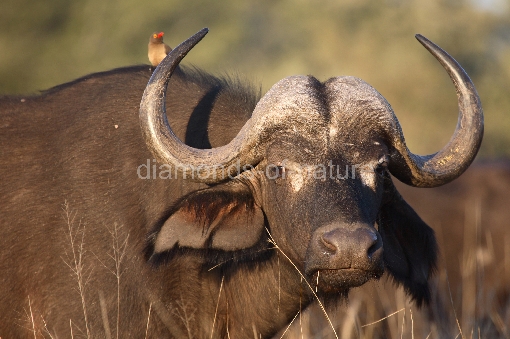 Kaffernbüffel und Rotschnabel-Madenhacker / Buffalo and Red-billed oxpecker / Syncerus caffer et Buphagus erythrorhynchus