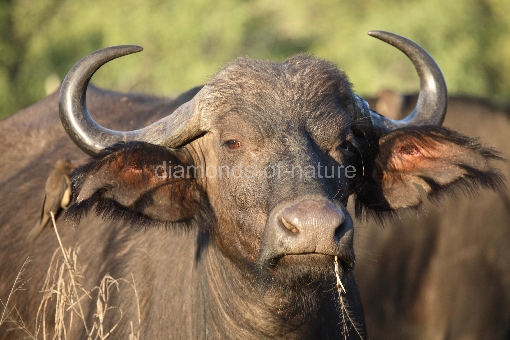 Kaffernbüffel / Buffalo / Syncerus caffer
