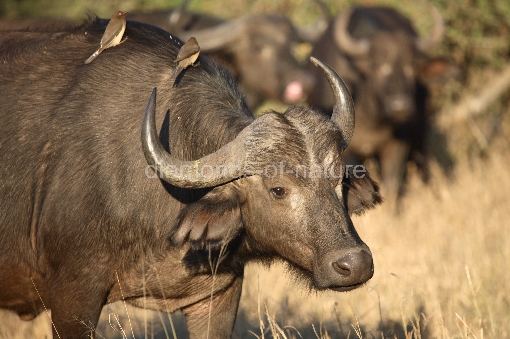 Kaffernbüffel und Rotschnabel-Madenhacker / Buffalo and Red-billed oxpecker / Syncerus caffer et Buphagus erythrorhynchus