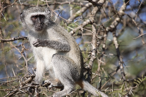Grüne Meerkatze / Vervet Monkey / Cercopithecus aethiops