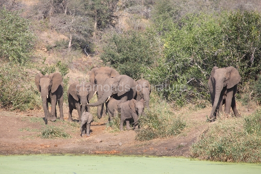 Afrikanischer Elefant am Sweni River / African elephant at Sweni River / Loxodonta africana