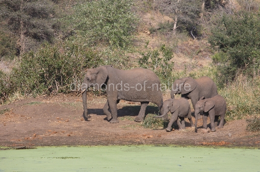 Afrikanischer Elefant am Sweni River / African elephant at Sweni River / Loxodonta africana