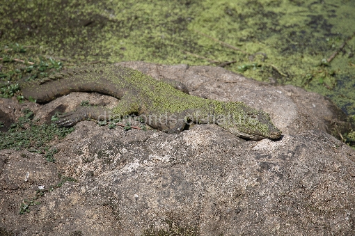 Nilkrokodil / Nile Crocodile / Crocodylus Niloticus