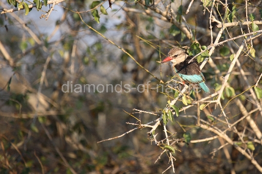 Braunkopfliest / Brown-hooded kingfisher / Halcyon albiventris