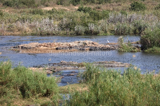 Crocodile River / Crocodile River