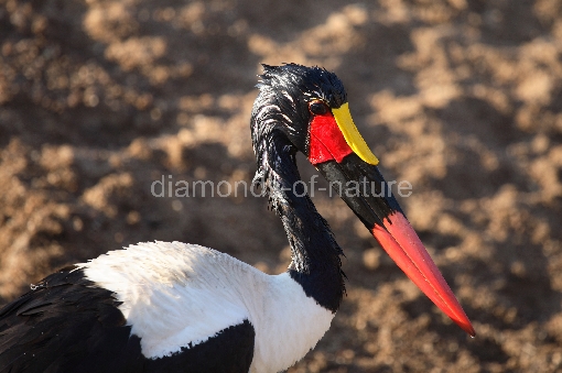 Sattelstorch / Saddle-billed Stork / Ephippiorhynchus senegalensis