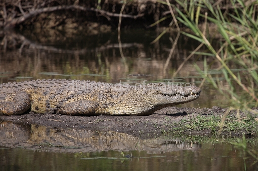 Nilkrokodil / Nile Crocodile / Crocodylus Niloticus