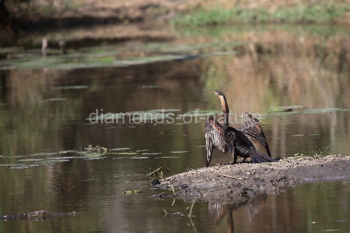 Afrikanischer Schlangenhalsvogel / African darter / Anhinga melanogaster rufa