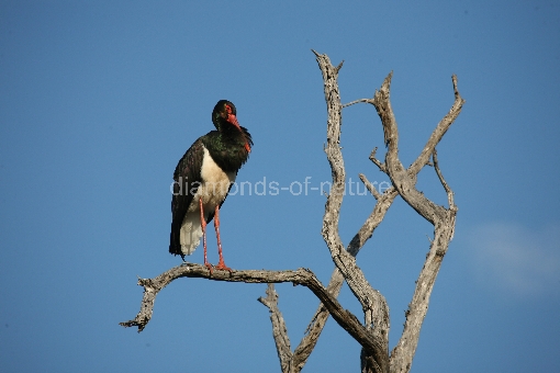 Schwarzstorch / Black Stork / Ciconia nigra