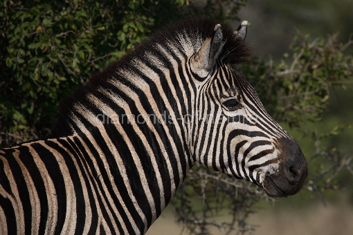 Steppenzebra / Burchell´s Zebra / Equus burchellii