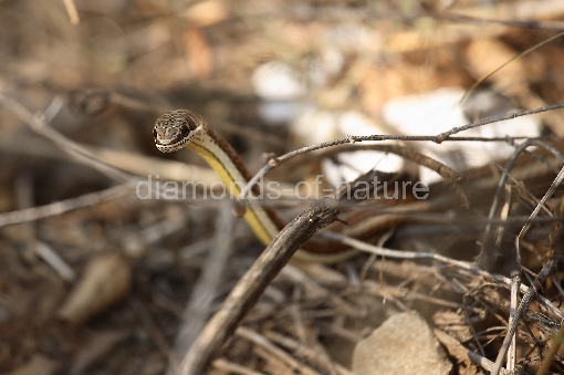 Rotgestreifte Sandrennnatter / Stripe-bellied Sand Snake / Psammophis subtaeniatus