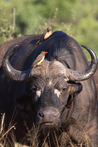 Kaffernbüffel und Rotschnabel-Madenhacker / Buffalo and Red-billed oxpecker / Syncerus caffer et Buphagus erythrorhynchus