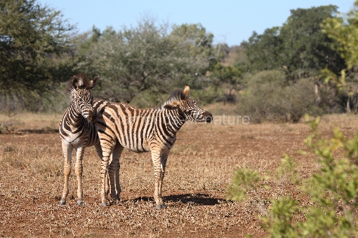 Steppenzebra / Burchell´s Zebra / Equus burchellii