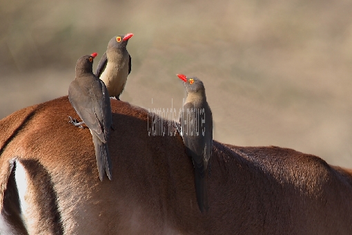 Rotschnabel-Madenhacker / Red-billed oxpecker / Buphagus erythrorhynchus