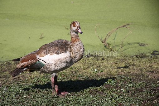 Nilgans / Egyptian Goose / Alopochen aegyptiacus