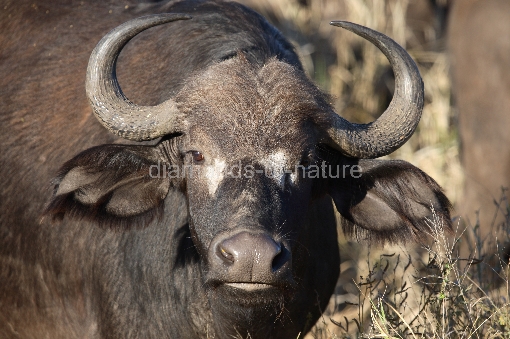 Kaffernbüffel / Buffalo / Syncerus caffer