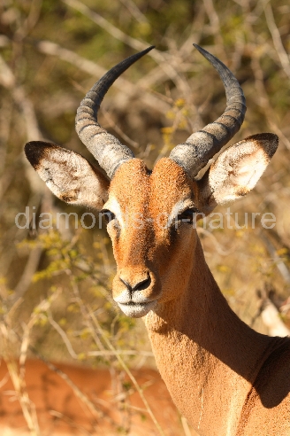 Schwarzfersenantilope / Impala / Aepyceros melampus