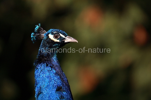 Blauer Pfau / Blue Peafowl / Pavo cristatus
