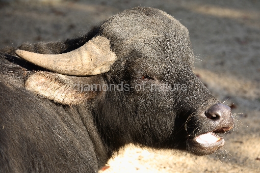 Wasserbüffel / Water buffalo / Bubalus bubalus