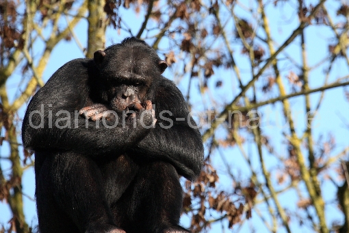 Gemeiner Schimpanse / Common Chimpanzee / Pan troglodytes