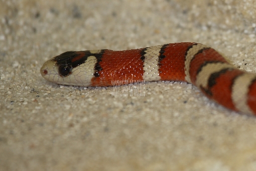 Rote Königsnatter oder Sinaloa-Milchschlange / Sinaloan Milk Snake / Lampropeltis triangulum sinaloae