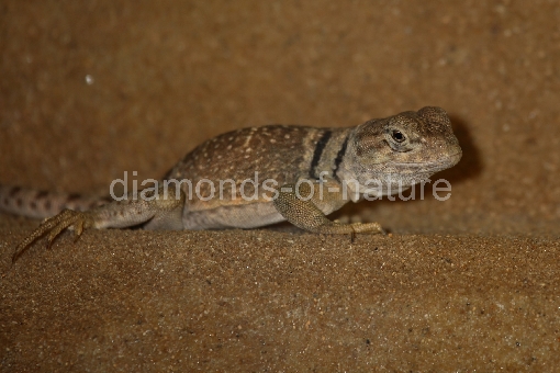 Halsbandleguan / Common collared lizard / Crotaphytus collaris