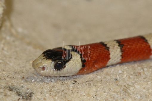Rote Königsnatter oder Sinaloa-Milchschlange / Sinaloan Milk Snake / Lampropeltis triangulum sinaloae