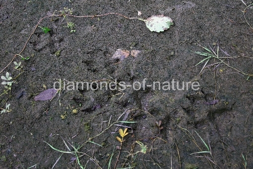 Spur eines Schwarzbären / Track of a Black Bear / Ursus americanus