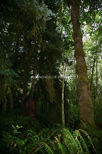Küstenregenwald - Sunshine Coast - Kanada / Coastal Rainforest - Sunshine Coast - Canada