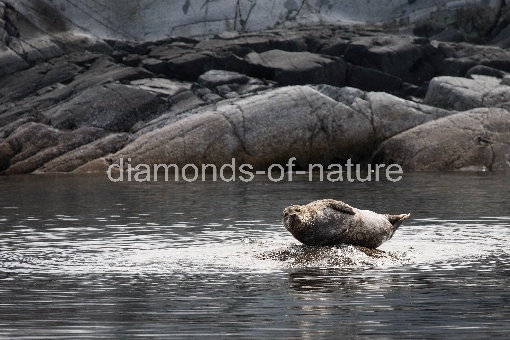 Seehund / Harbour Seal / Phoca vitulina