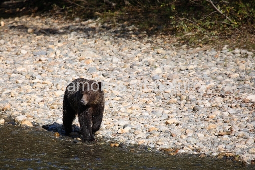 Graubär / Grizzly bear / Ursus arctos horibilis