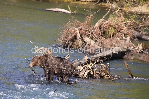 Graubär / Grizzly bear / Ursus arctos horibilis