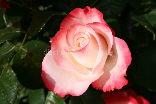 Rose / Rose / Rosa