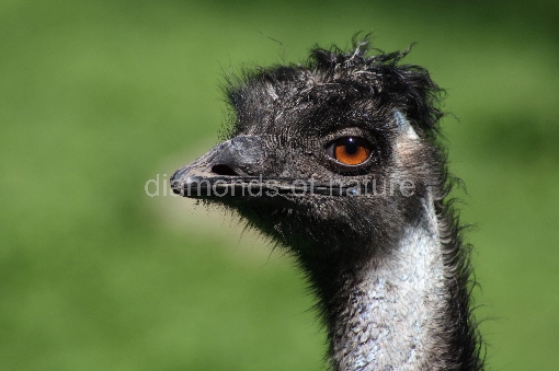 Emu / Emu / Dromaius noveabollandiae