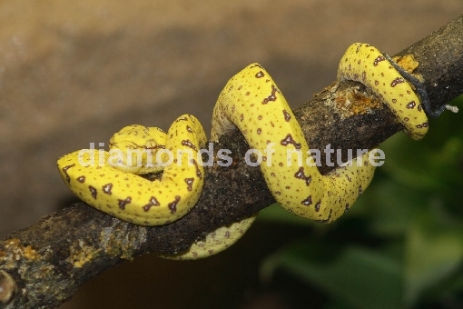 Grüner Baumpython / Green Tree Python / Morelia viridis