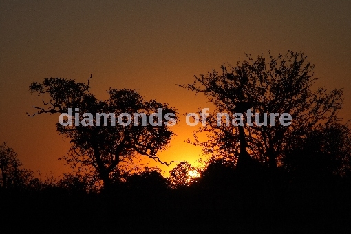 Sonnenuntergang Krüger Park Südafrika / Sundown Kruger Park South Africa