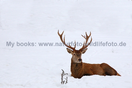 Rotwild / Red Deer / Cervus elaphus